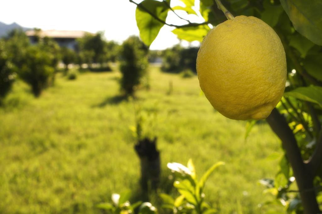 Agriturismo Terrenia Villa Trappitello Eksteriør bilde